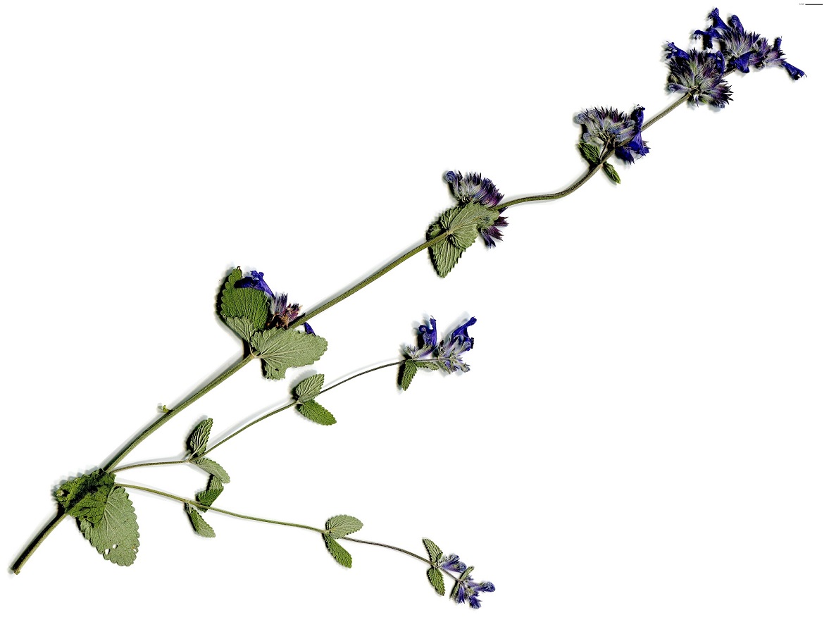 Nepeta x faassenii (Lamiaceae)